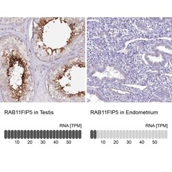 RAB11FIP5 Antibody, Novus Biologicals 0.1mL; Unlabeled:Antibodies, Polyclonal